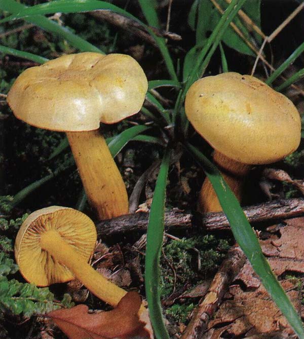 ������� �����-������ Tricholoma sulphureum