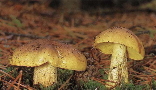 ��������� Tricholoma equestre (Tricholoma flavovirens)