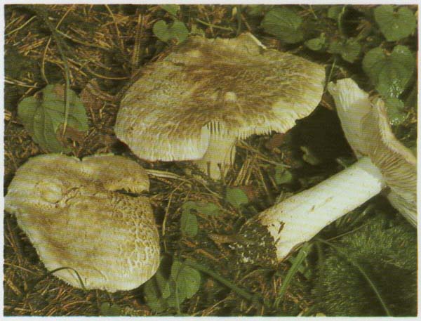 ������� ��������, ������� �������� Tricholoma pardalotum (Tricholoma pardinum)