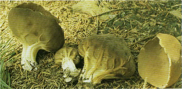 ������� ���������� Paxina acetabulum