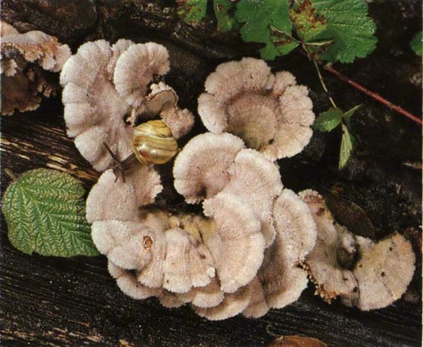 ����������� ������������ Schizophyllum commune