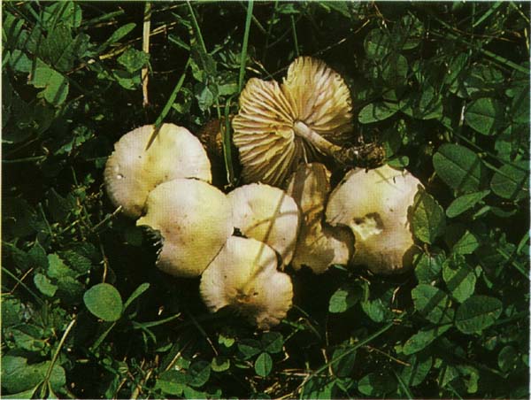 ������ �������, ������� Marasmius oreades