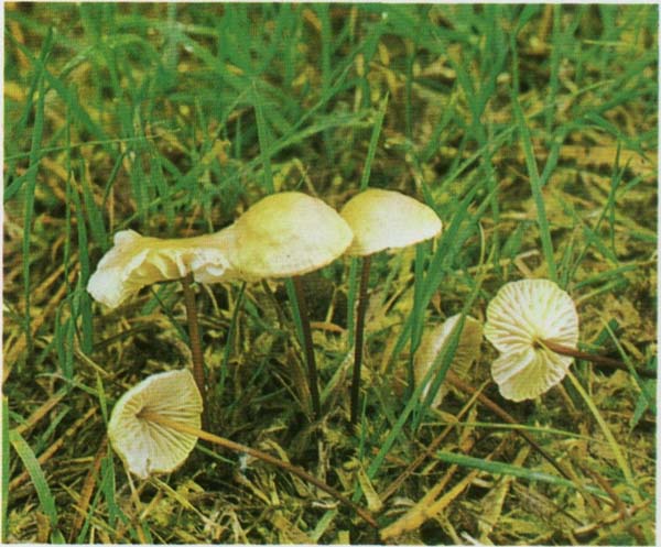 ��������� ������������ Marasmius scorodonius
