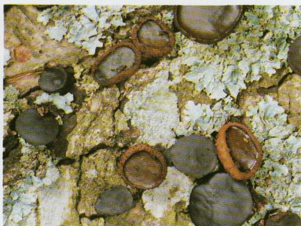 �������� ��������� Bulgaria inquinans