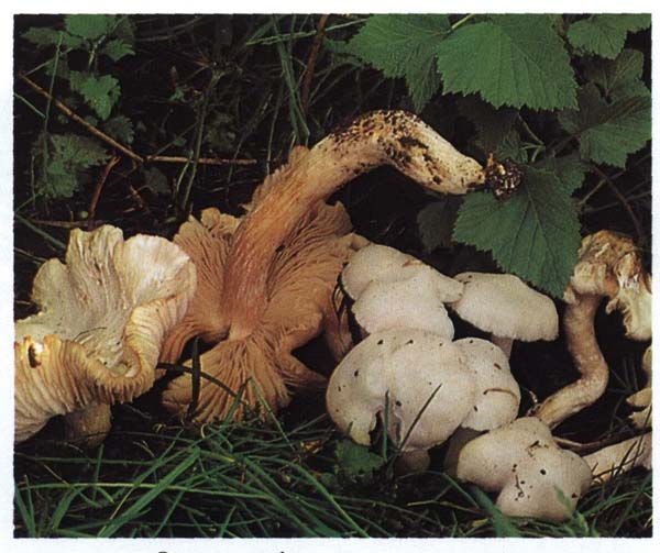   Entoloma niphoides (Rhodophyllus niphoides)