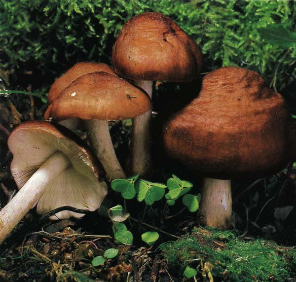 ������ ����, ������ ������ Pluteus cervinus (Pluteus atricapillus)