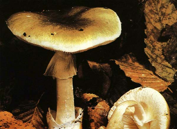 ������� ������� Amanita phalloides