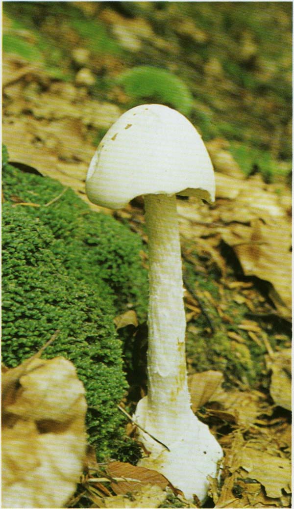 ������� ����� ������� Amanita virosa