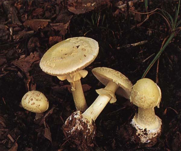 ������� ������������� Amanita citrina