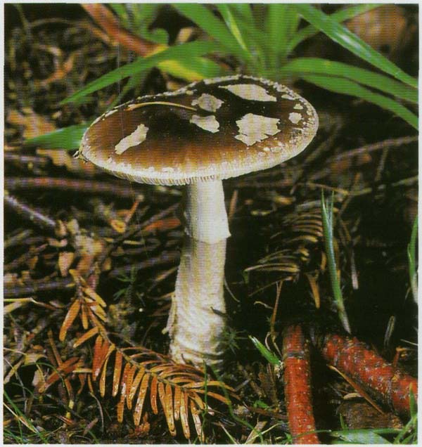 ������� ���������� Amanita porphyria