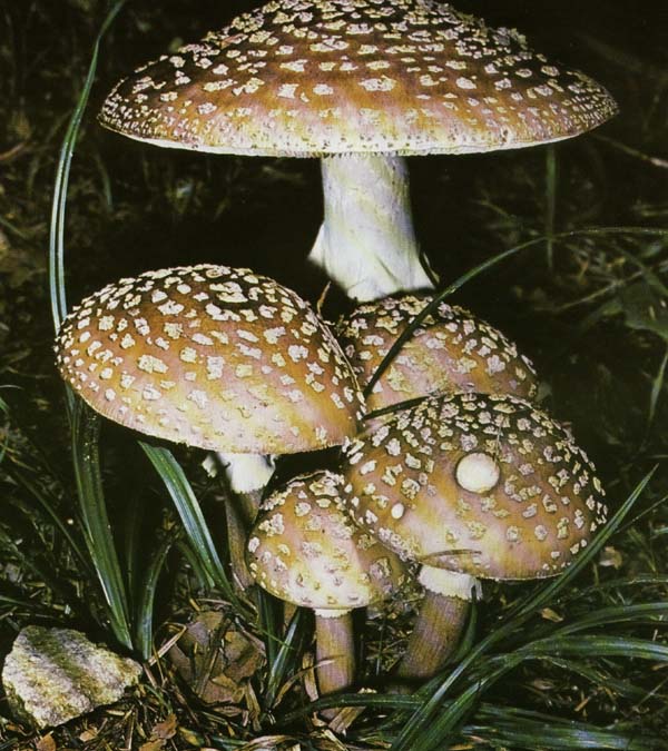 ������� ����-�������, ������� ���������� Amanita rubescens