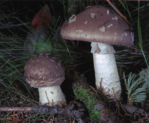 ������� ������� Amanita excelsa (Amanita spissa)