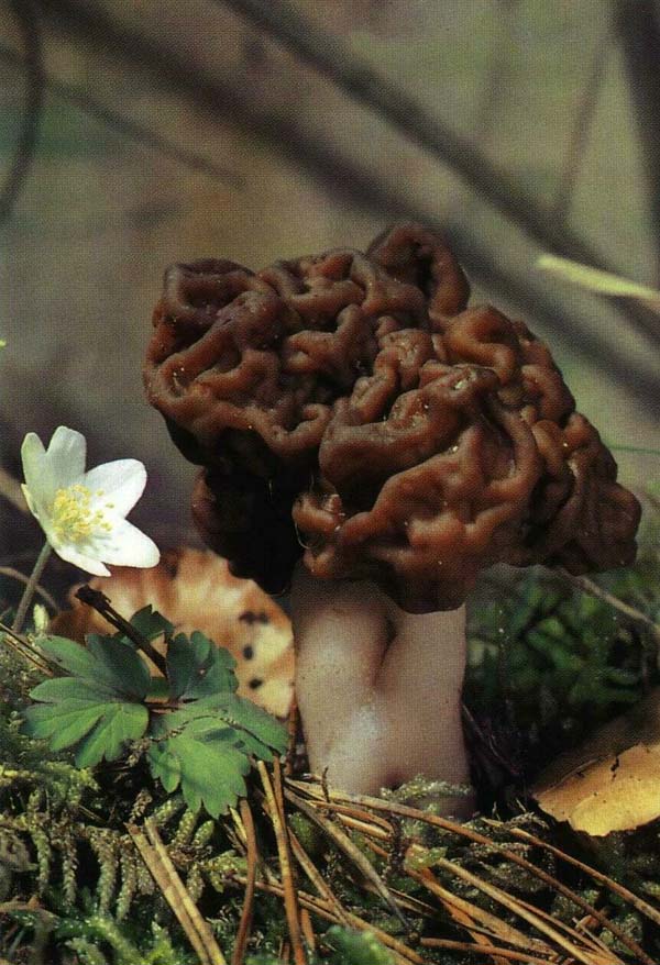 ������� ������������, ������� �������� Gyromitra esculenta