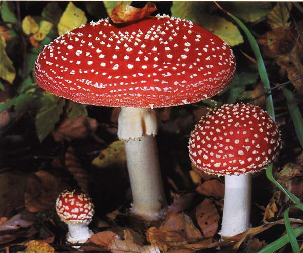 ������� ������� Amanita muscaria