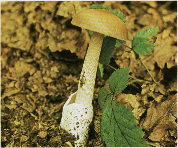 ������� ��������� Amanita crocea