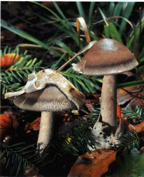 ������� ����������� Amanita vaginata