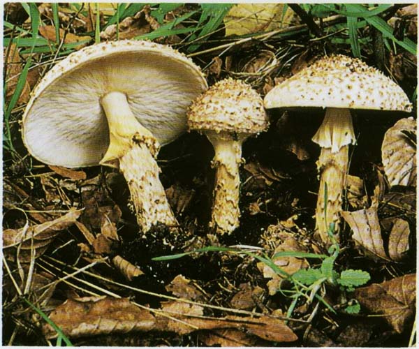 ������� ����������� Lepiota aspera