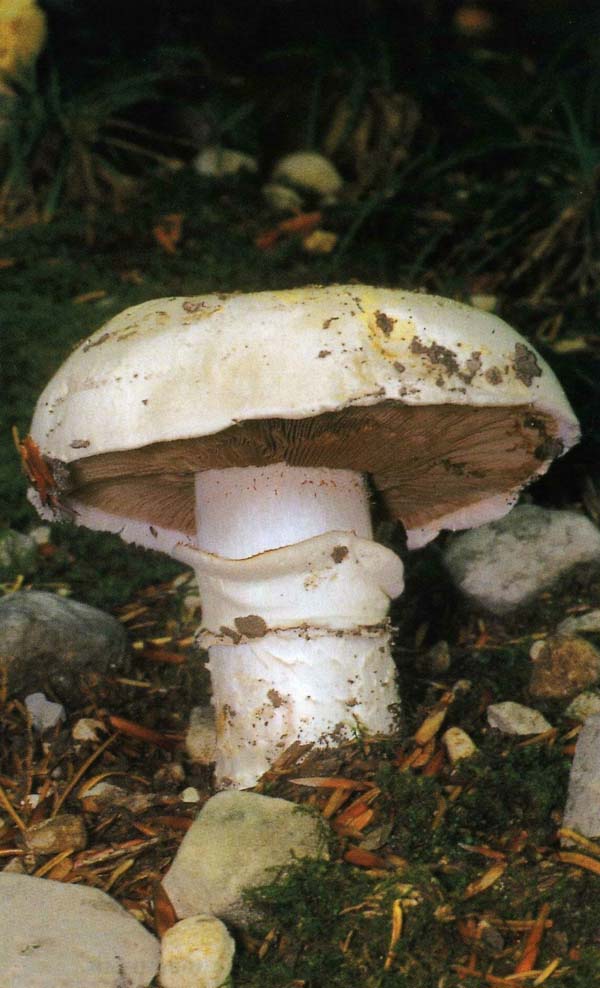 ��������� ������������ Agaricus bitorquis