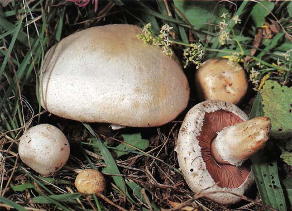 ��������� ������������ Agaricus campestris