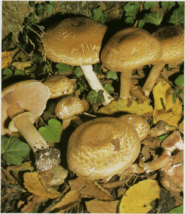 ��������� �����-������� Agaricus haemorroidarius
