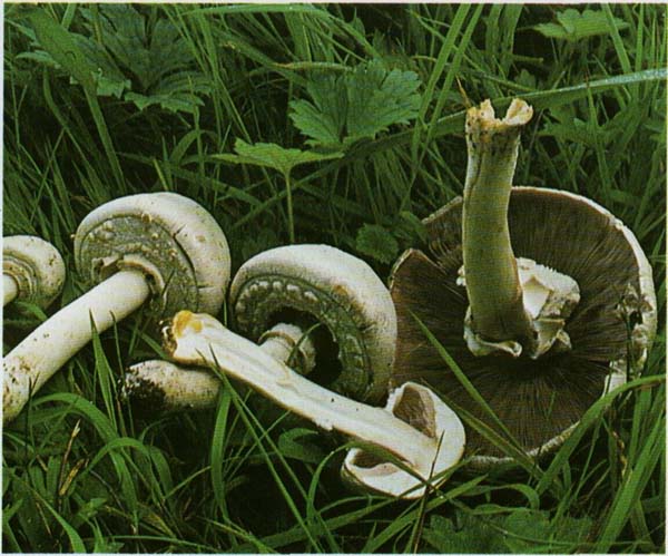 ��������� �������� Agaricus xanthodermus