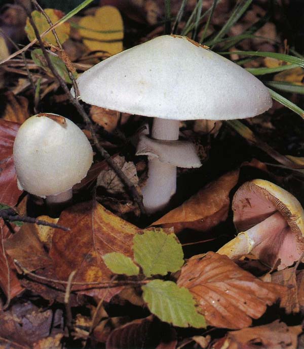   Agaricus arvensis