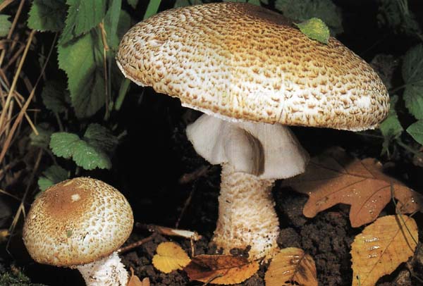 ��������� ������������ Agaricus augustus