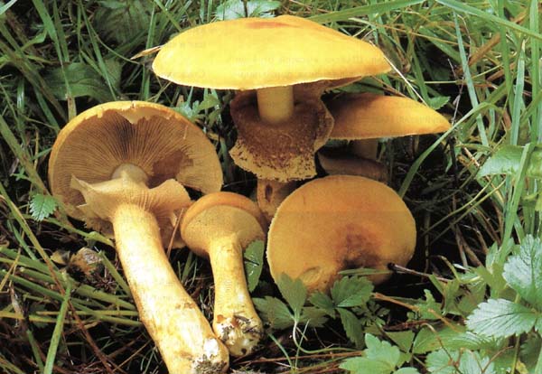���������� ����������, ���������� �������� Phaeolepiota aurea