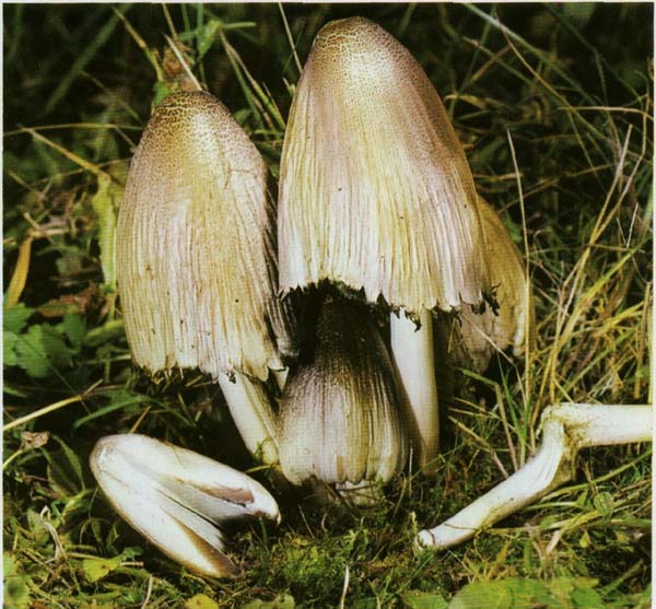 �������� ����������, �������� ����� Coprinus atramentarius