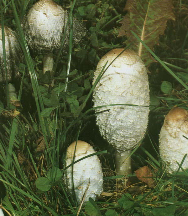 �������� �����, �������� �������� Coprinus comatus