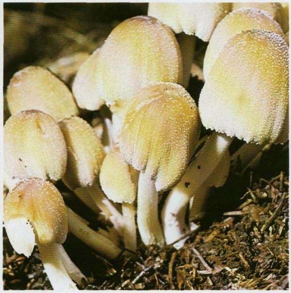 �������� ��������� Coprinus micaceus