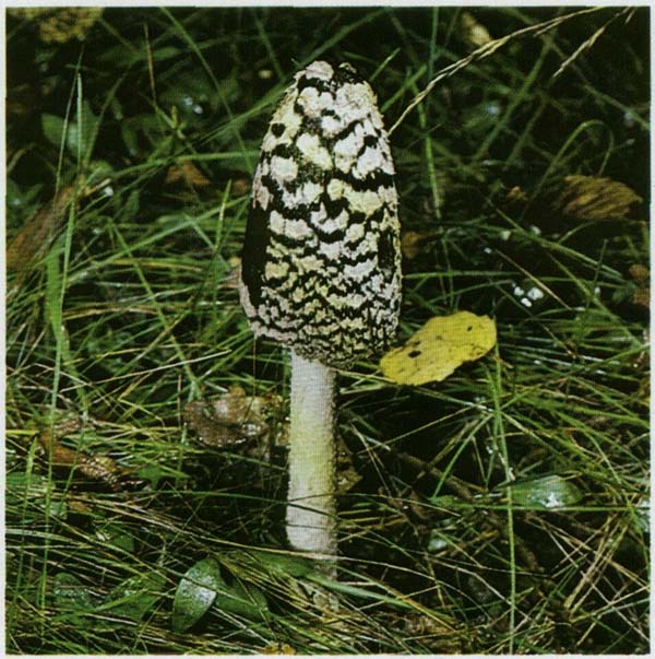 �������� �������� Coprinus picaceus
