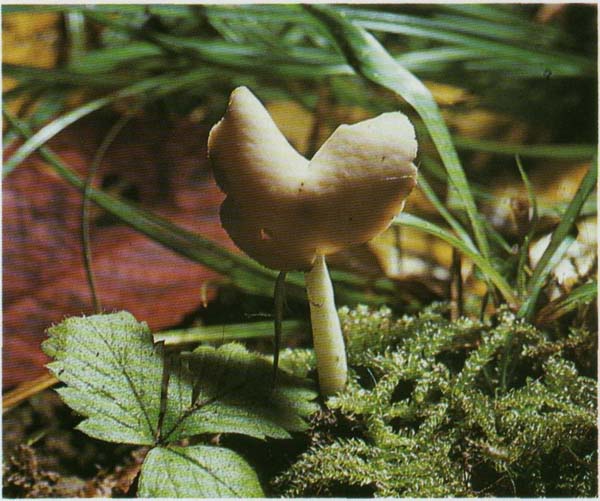 ���������� �������� Leptopodia elastica