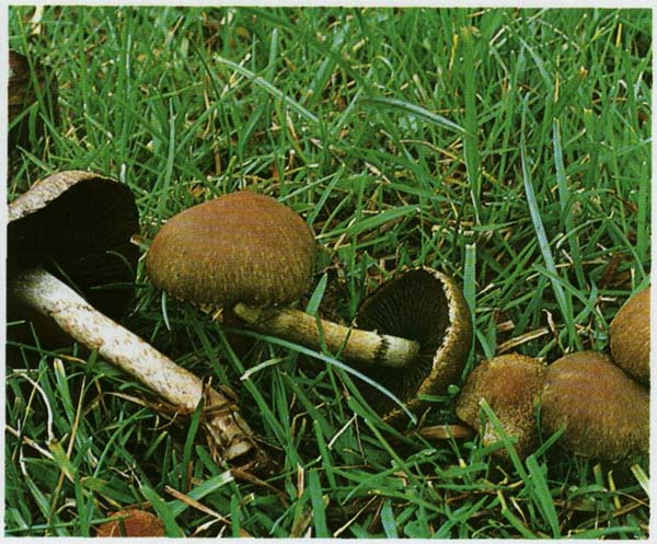 ���������� �����������, ���������� ����������� Lacrymaria lacrymabunda (Psathyrella velutina)