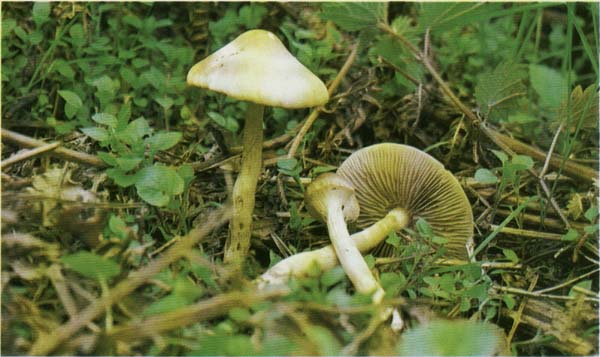 �������� ������ Agrocybe praecox