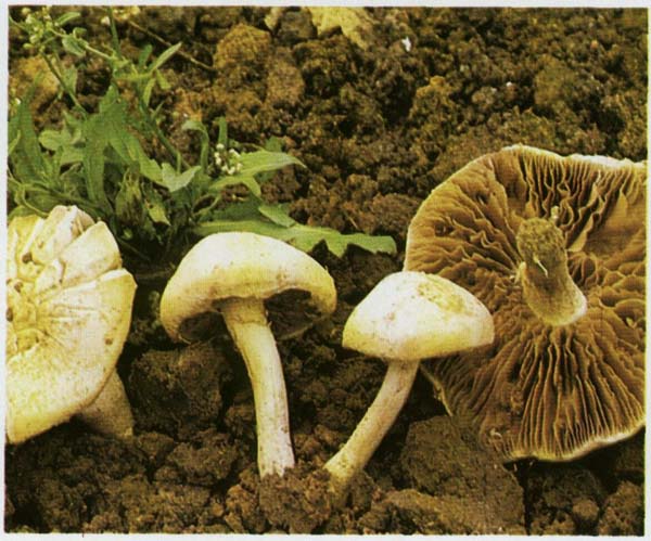 �������� ������� Agrocybe dura