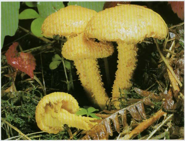 ���������� �������� Pholiota flammans