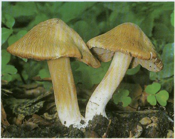����������� �������� Inocybe erubescens (Inocybe patouillardii)