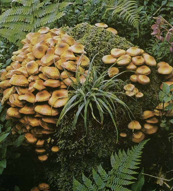  ,   Kuehneromyces mutabilis