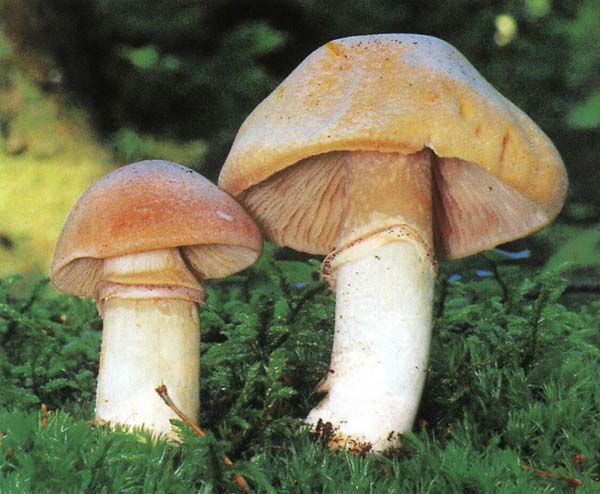 ������ ��������� Rozites caperatus