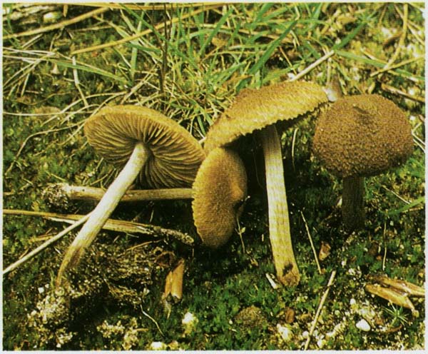 ��������� ���������� Hymenochaete cmnamomea (Dermocybe cinnamomea)