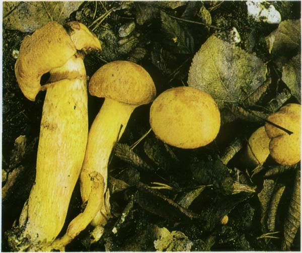 ���������� ���������� Gymnopilus junonius (Gymnopilus spectabilis)