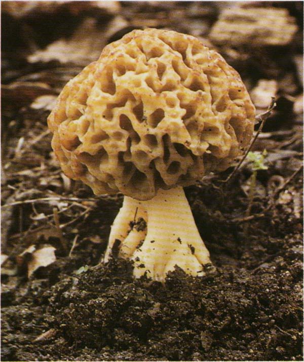 ������ ��������� Morchella esculenta