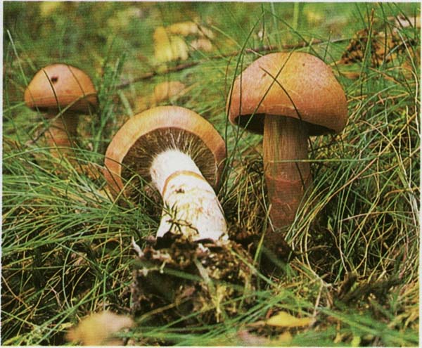   Cortinarius armillatus (Hydrocybe armillata)