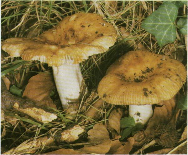 ,  Russula foetens