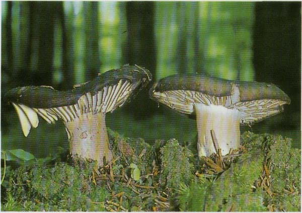   Russula nigricans