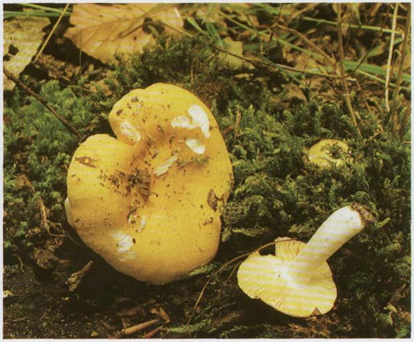 �������� ���������-������ Russula risigalina (Russula lutea)