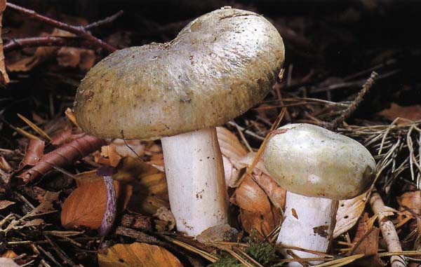 �������� ������� Russula aerguinea