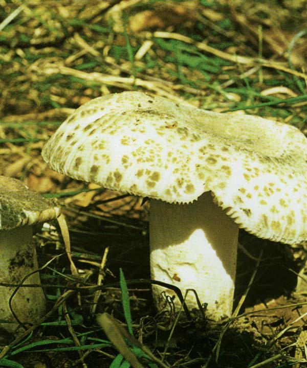 �������� ����������, �������� ����������� Russula virescens