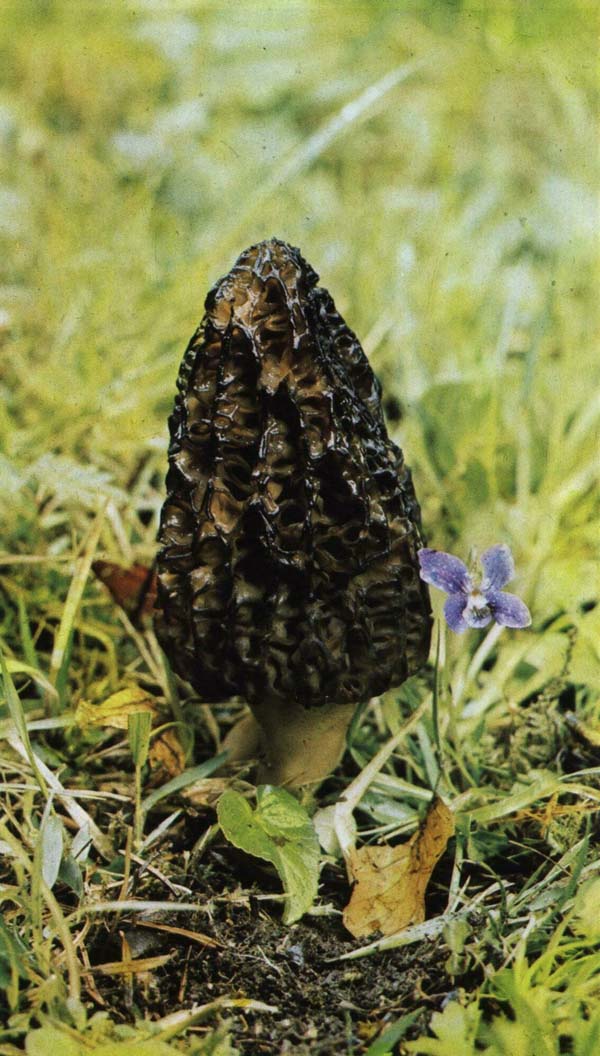 ������� ���������� Morchella conica (Morchella elata)